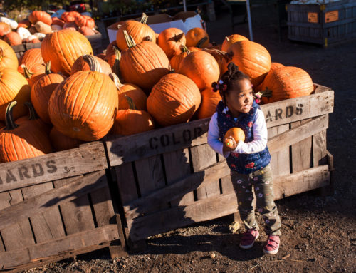 Oshodi Family Pumpkin Picking and Halloween